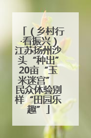 （乡村行·看振兴）江苏扬州沙头“种出”20亩“玉米迷宫” 民众体验别样“田园乐趣”